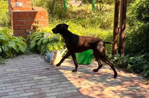 Найдена собака, Краснодарский край, фото: Найдена собака на въезде в Елизаветинскую