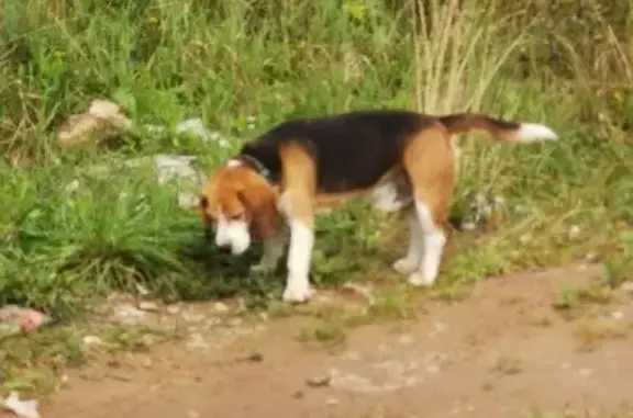 Найдена собака, Костромская область, фото: Бигль с больным глазом найден в Клюшниково