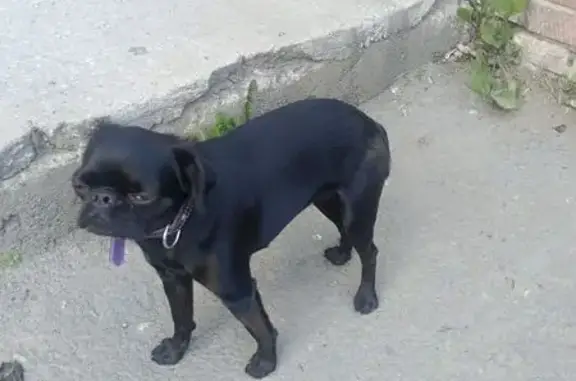 Найдена собака, Новосибирск, фото: Собака найдена: 5-й Чукотский пер., 16, Нск