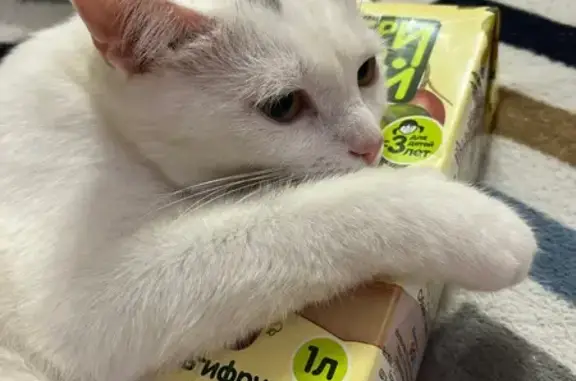 Пропала кошка на Мокроусова, 3, Белгород