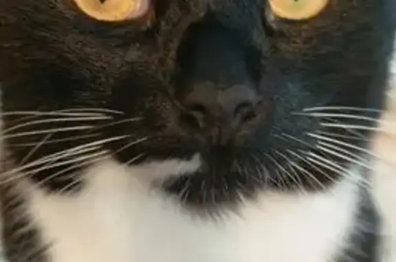 Пропала кошка, Ленинградский пр. 107