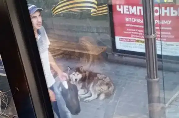 Найдена собака, Севастополь, фото: Найдена собака на ул. Гоголя, 47, Севастополь