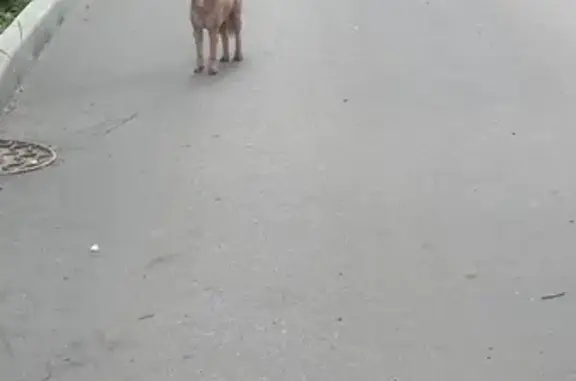 Найденные животные Тула, фото: Собака без поводка на Фрунзе, 18, Тула