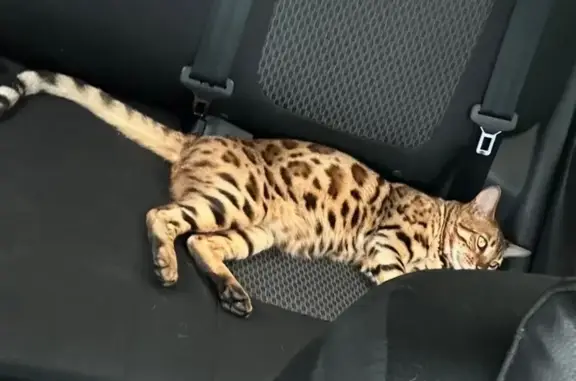 Пропала кошка, ул. 9 Мая, 4, Сатка