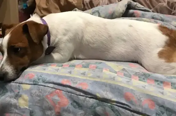 Найденные животные Гатчина, фото: Найдена собака, Гатчина, Солнечный 12Б