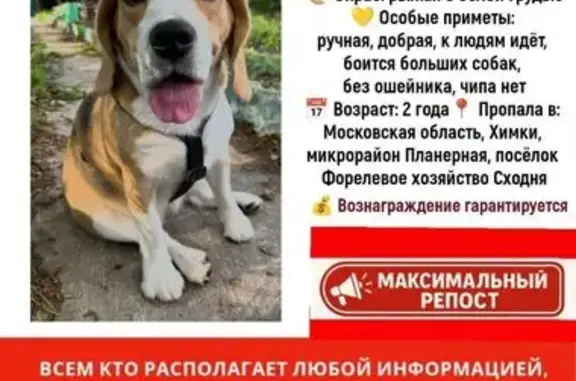 Пропала собака Руби, Лесная ул., Москва