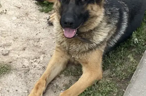 Собака найдена: пр. И. Яковлева, 3, Чебоксары