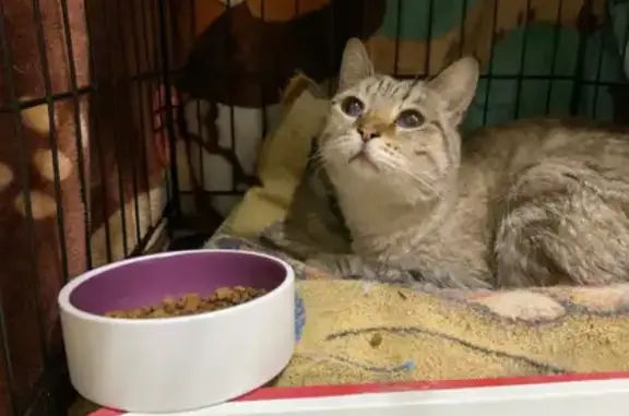 Найденные животные Нижний Тагил, фото: Красивая кошка найдена на Строителей, 6