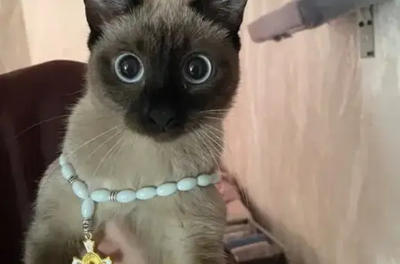 Пропала сиамская кошка, Иркутск ул. Ленинградская, 28