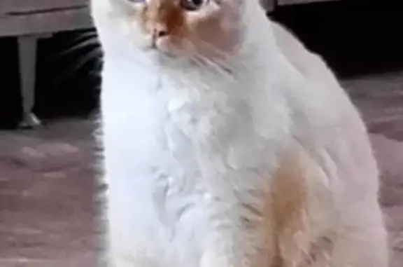 Пропала кошка, Ленинская ул., Уварово - photo