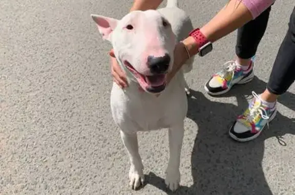 Найдена собака, Смоленск, фото: Собака найдена: Смоленск, 2-я Академическая, 26