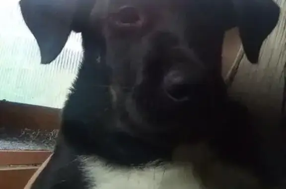 Собака найдена: Новая ул., Тюмень