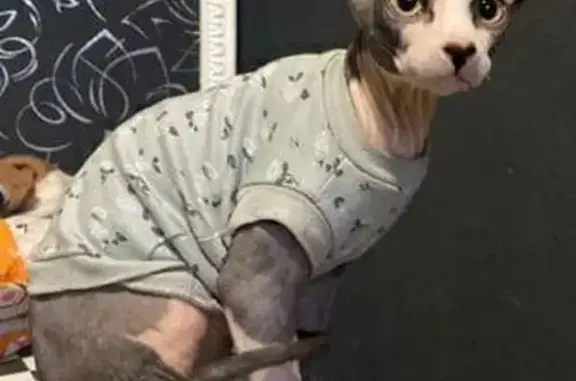 Кошки потеряшки, Ростов-на-Дону, фото: Потеряшка кошка, Песчанокопская 108, Ростов