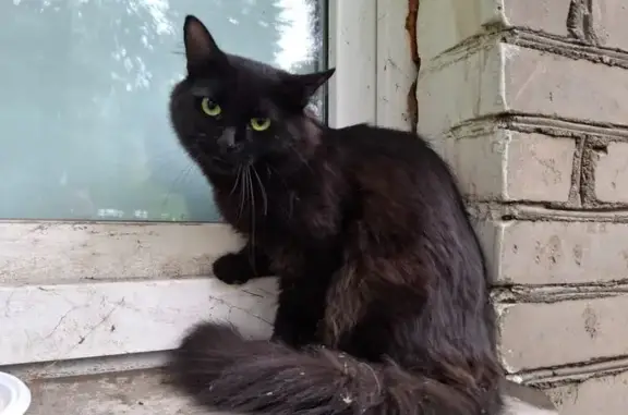 Кошка найдена на Волковской ул. 51, Люберцы