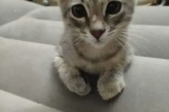 Кошки потеряшки, Тамбов, фото: Потеряшка кошка, ул. Матросова, Тамбов