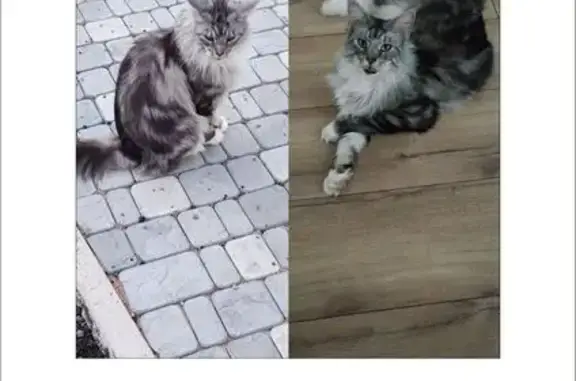 Пропала кошка