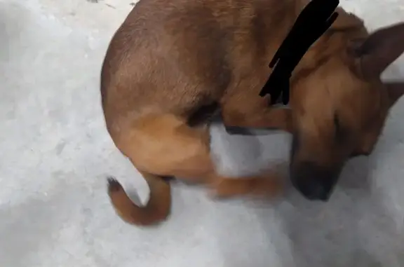 Найдена собака, Сызрань, фото: Собака найдена в магазине, Мостовая, Сызрань