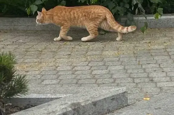Кот найден на ул. Зацепский Вал, Москва