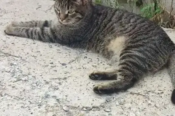 Крупный кот найден на П.В.Дементьева, 6 к1