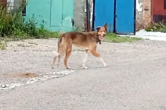 Собака найдена: пос. Ближний, Томск