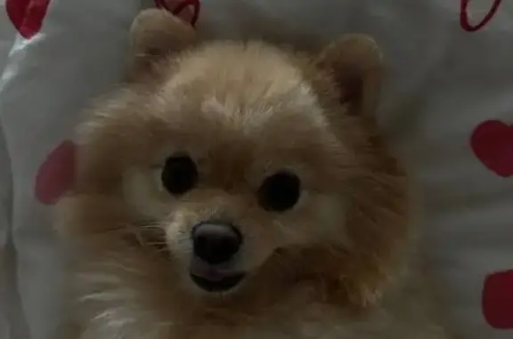 Собаки потеряшки, Казань, фото: Потеряшка собака, Казань, Краснококшайская