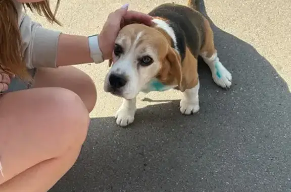 Найдена собака, Саратов, фото: Бигль найден: ул. Мичурина, Саратов