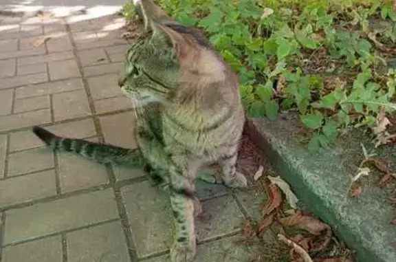 Кошка найдена: Обводного канала, СПб