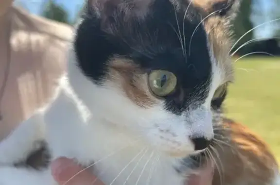 Кошки потеряшки, Нижний Новгород, фото: Потеряшка кошка, Львовская ул., Н. Новгород