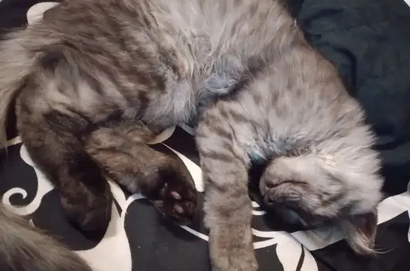 Котёнок найден: Большевистская 24, Ржев