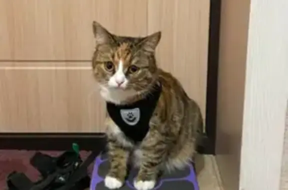 Пропала кошка, ул. Грина, 14, Москва