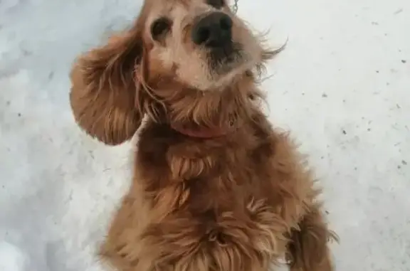 Собаки потеряшки, Калужская область, фото: Потеряшка собака в д. Кононово, Калужская обл.