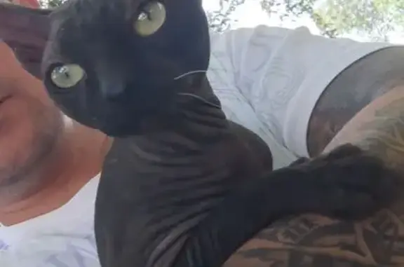 Найден кот на Кузнецком проспекте, 56