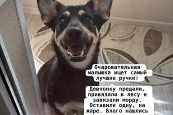 Собака найдена на Сабанеева, 14, Владивосток