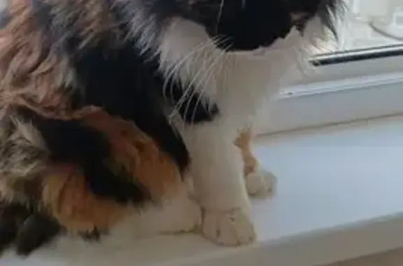 Найдена кошка, Горячий Ключ, фото: Кошка найдена у Ленина, 193Д, Горячий Ключ