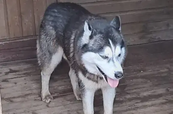 Найдена собака, , фото: Найдена хаски, СНТ Энтузиаст, Центр. ул.