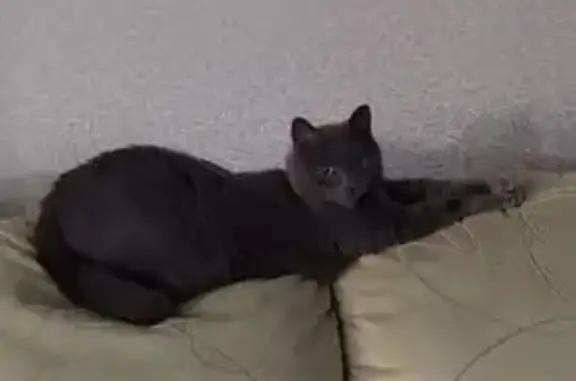 Кошки потеряшки, Нагорное, фото: Потеряшка кошка, Гравийная ул., Нагорное