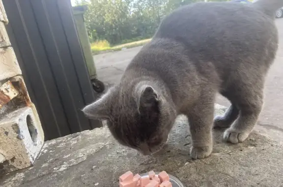 Найдена кошка, Череповец, фото: Кошка найдена: Чкалова, 31, Череповец