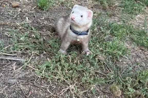 Пропал хорек, ул. Тамарова 14,...