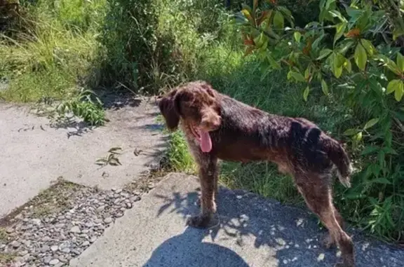 Щенок найден в Сочи, Ближняя ул., 2