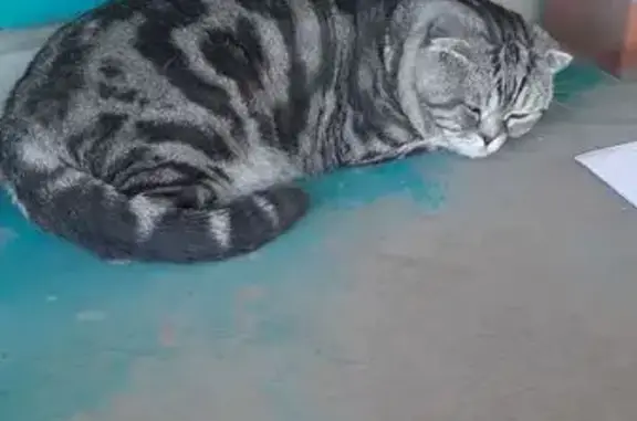 Серая полосатая кошка найдена на Нариманова, 28