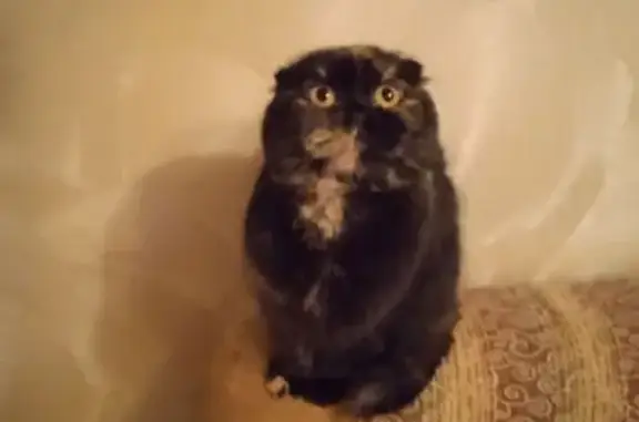 Найдена кошка, Калининград, фото: Кошка найдена под верандой на Вагнера, Калининград