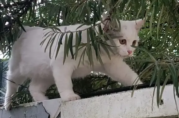 Кошки потеряшки, Фёдоровское, фото: Потеряшка кошка, Восточная 14, Федоровское