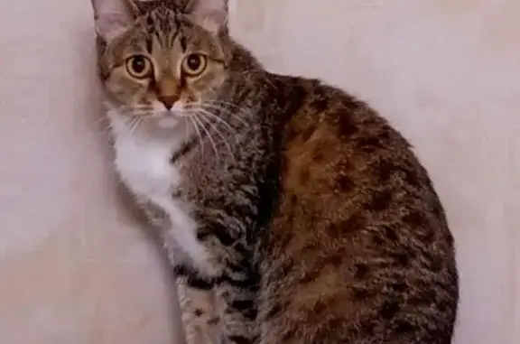 Пропала кошка, пр. Мира 92, Омск