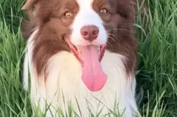 Собаки потеряшки, Московская область, фото: Потеряшка собака, Введенское, КП Пломбирка