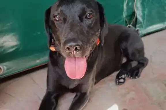 Собака найдена: ул. Атарбекова, Краснодар