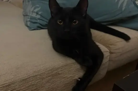 Кошки потеряшки, Москва, фото: Потеряшка черный кот, ул. Расплетина, 3 к4