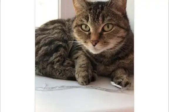 Пропала кошка на Советской, 13, Каспийск