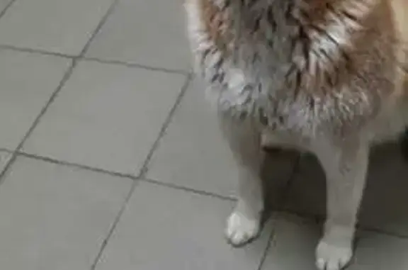 Собака найдена у Пятёрочки, Чебоксары, пр-т Тракторостроителей, 9