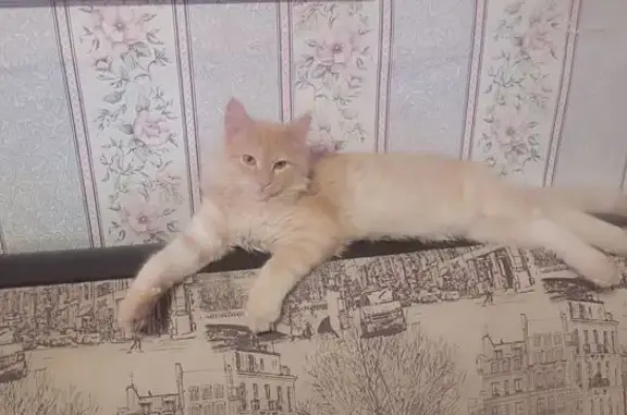 Пропала кошка, пер. Щербакова, 6, Птз