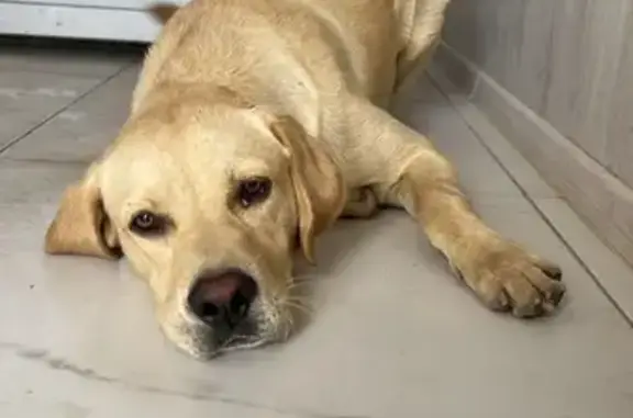 Найдена собака, Краснодар, фото: Собака найдена: Дорожная ул, 12/1, Краснодар